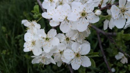 Beautiful White Blossom in Full Bloom wallpaper