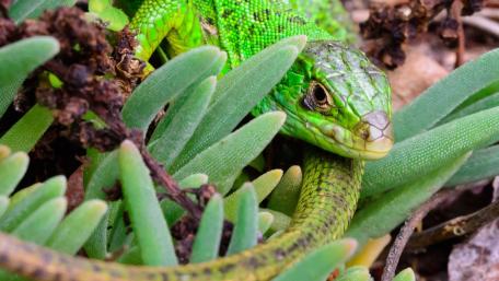 Green lizard wallpaper