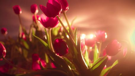 Tulips wallpaper