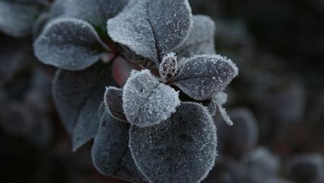 Frozen plant wallpaper