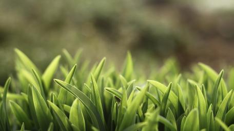 Green grass wallpaper