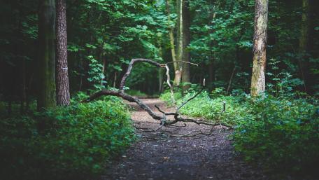 Forest path wallpaper