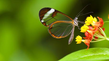 Butterfily with transparent wings wallpaper