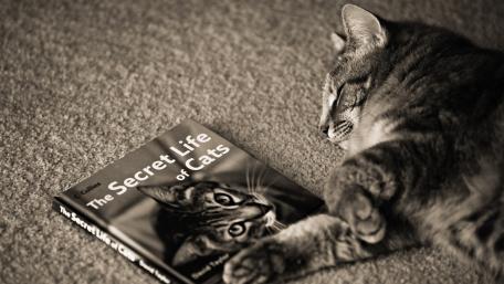 Cat fell asleep on a book wallpaper