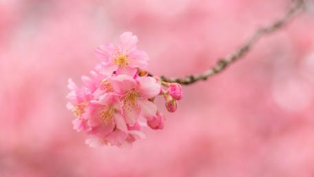 Pink cherry blossom wallpaper