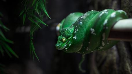 Smooth Greensnake Coiled Up in Nature wallpaper