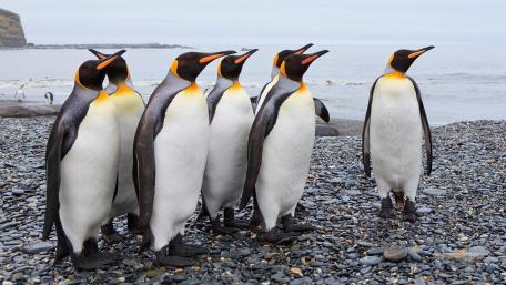 Penguin Parade by the Shorefront wallpaper