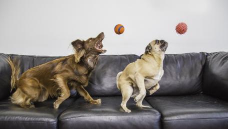Dogs: Labrador and pug wallpaper