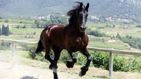 Running brown horse wallpaper