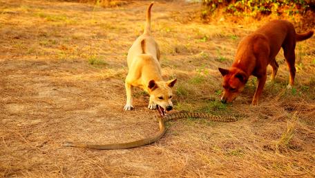 Dogs and Serpent in Nature Encounter wallpaper
