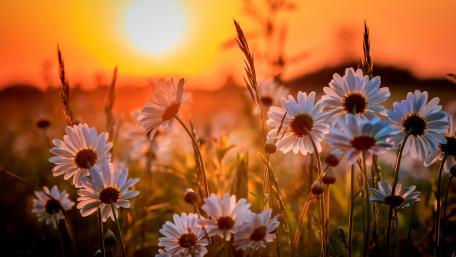 Daisies at Dusk in Summer Glow wallpaper