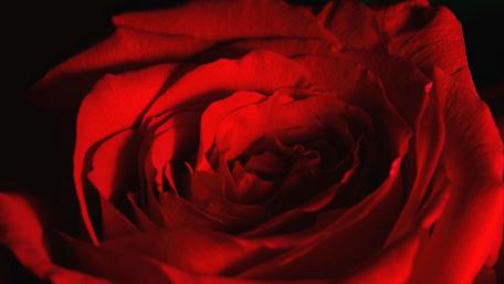 Vibrant Red Rose Close-Up Beauty wallpaper