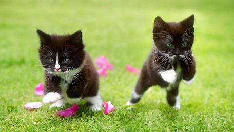 Cute kittens wallpaper