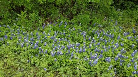Blue Wildflowers in Blooming Serenity wallpaper