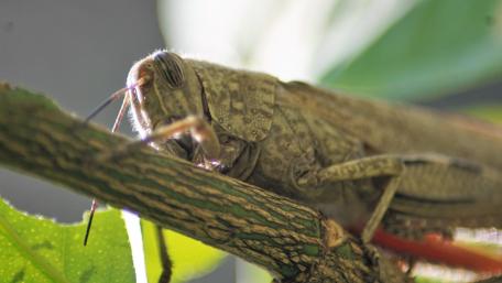 Intricate Grasshopper Close-Up Wallpaper wallpaper