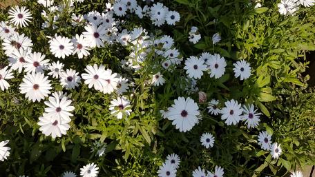 White flower wallpaper