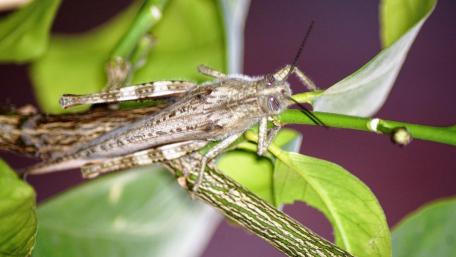 Majestic Grasshopper Among Green Leaves wallpaper