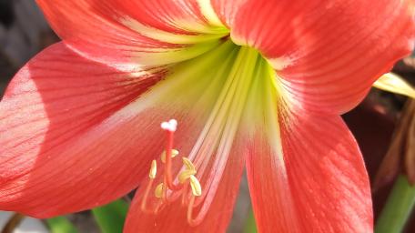 Vibrant Red Flower Blossom Wallpaper wallpaper