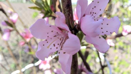 Delicate Blossoms Embrace Spring's Beauty wallpaper