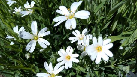 Delicate White Wildflowers in Bloom wallpaper