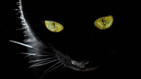Black cat wallpaper