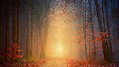 Blurry autumn forest trail wallpaper