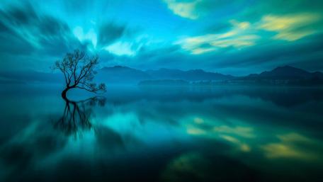 Solitary tree in Lake Wanaka wallpaper