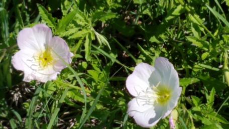Texas Wildflower Beauty in Full Bloom wallpaper
