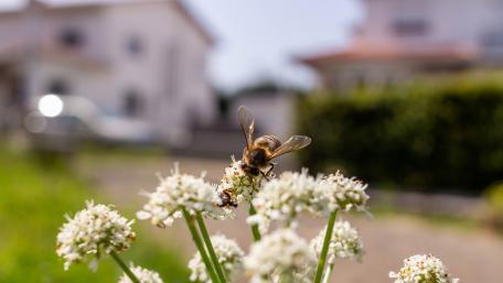 Bee on a flower wallpaper