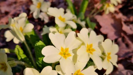 Delicate Primrose Blossoms in Spring Light wallpaper