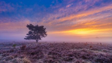 Solitary Tree at Sunrise in Foggy Landscape wallpaper