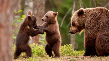 Baby bear fight wallpaper