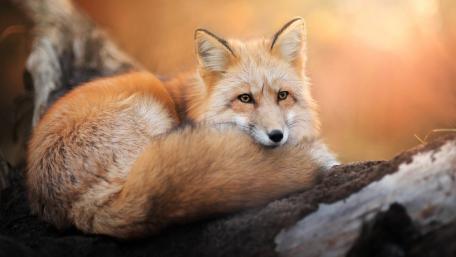Serene Red Fox in Autumn Light wallpaper