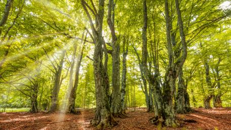 Rays of light in a green forest wallpaper