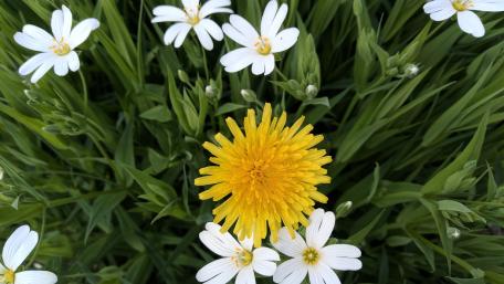 Vibrant Dandelion Amidst Delicate Blossoms wallpaper