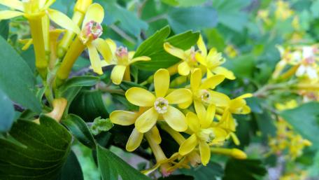 Vibrant Yellow Blossoms in Bloom wallpaper