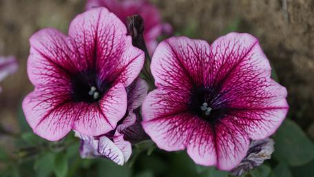 Vibrant Petunia Blossom Wallpaper wallpaper