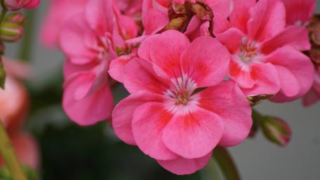 Vibrant Pink Flower Blooms Showcased in Detail wallpaper