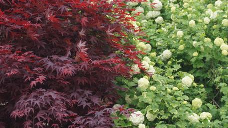 Hydrangea and Japanese Maple wallpaper