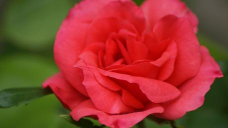 Vibrant Rose Blossom in Bloom wallpaper