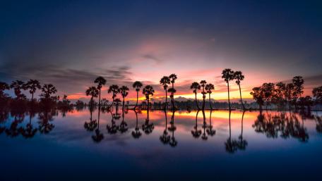 Palms reflection wallpaper