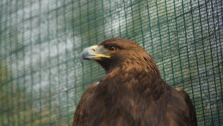 Golden eagle wallpaper