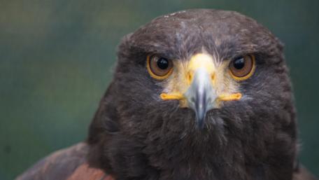 Majestic Hawk in Close-Up View wallpaper