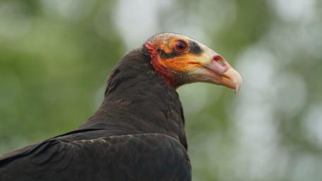 Majestic Vulture in Nature's Embrace wallpaper