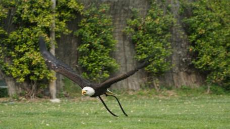 Majestic Eagle in Flight Over Greenery wallpaper