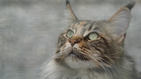 Blurred cat wallpaper