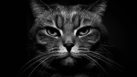 Majestic Feline Gaze in Monochrome wallpaper