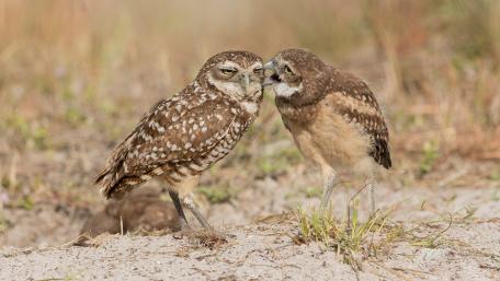 Owls in Love Together Moments of Connection and Nature's Beauty wallpaper