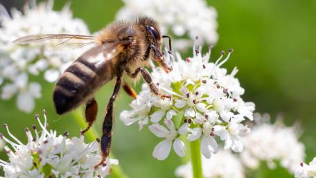 Bee wallpaper