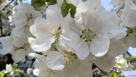 Blossoming White Petals in Springtime wallpaper